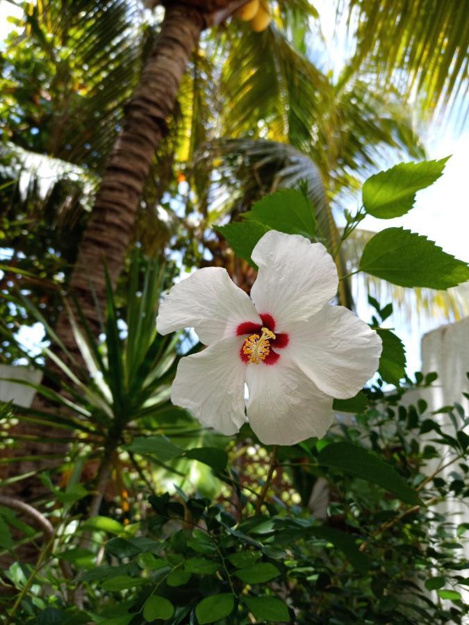 Casa Palma Beach House Brisas de Zicatela Eksteriør billede